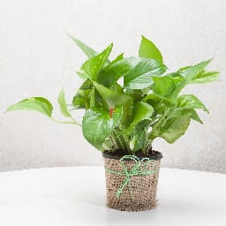 Money Plant