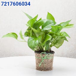 Lucky Money Plant